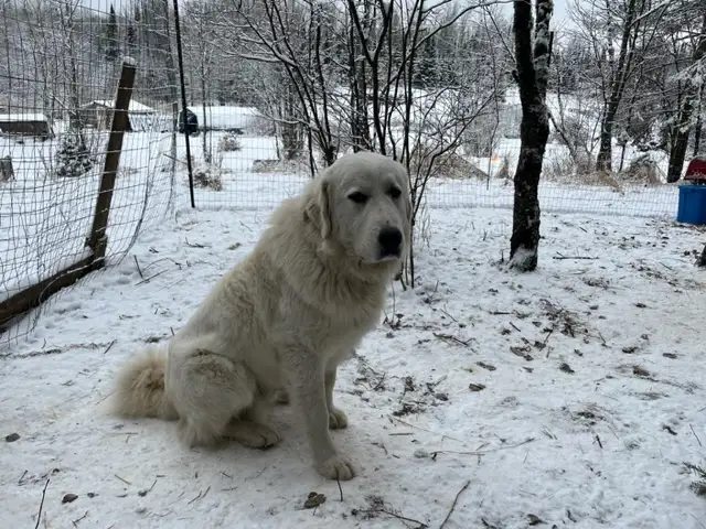 Farm or homestead puppies - Great Pyrenees mix in Dogs & Puppies for Rehoming in Thunder Bay - Image 4