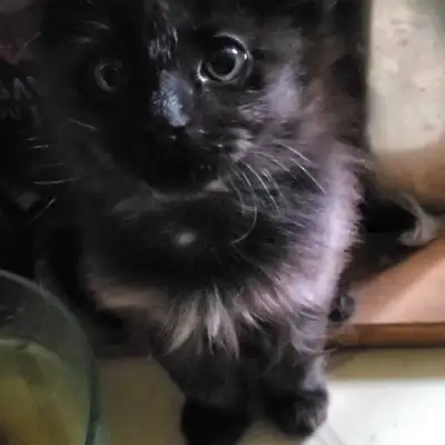 These adorable, unregistered Maine Coon kittens are looking for their forever homes! These $500 to $...