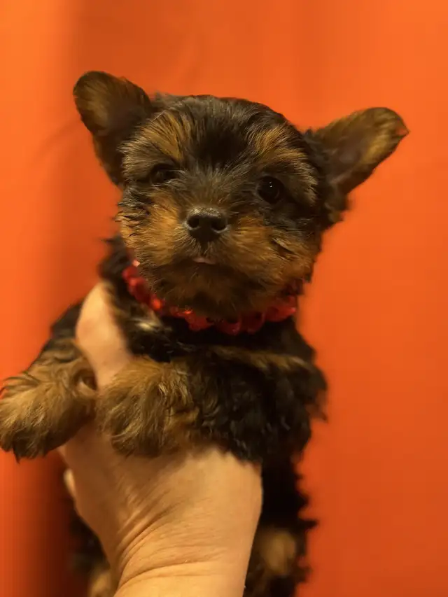 Yorkies puppies in Dogs & Puppies for Rehoming in Fredericton - Image 7