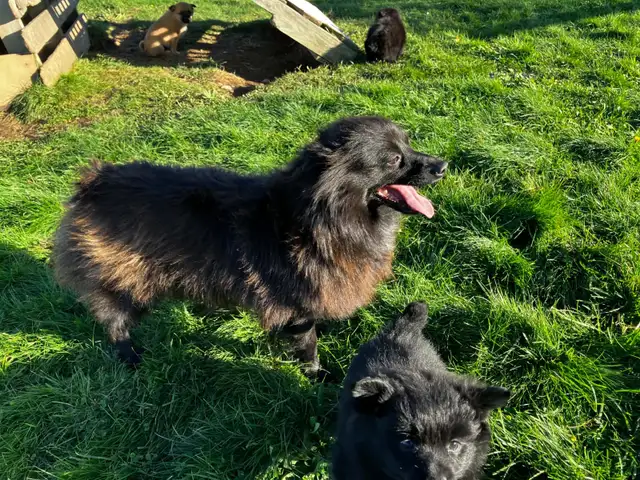 Unique Mixed-Breed Dog – On-Site Family – $300