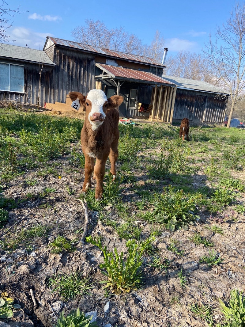 ISO BOTTLE CALF Livestock St. Catharines Kijiji