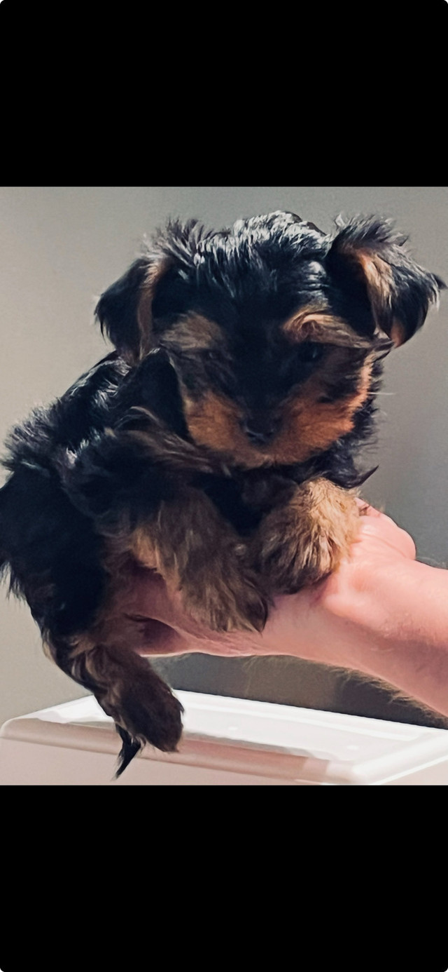 Yorkshire dans Chiens et chiots à adopter  à Lanaudière - Image 2