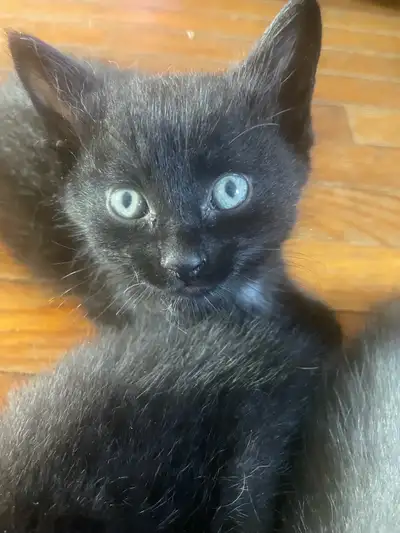 Kittens for sale, View more