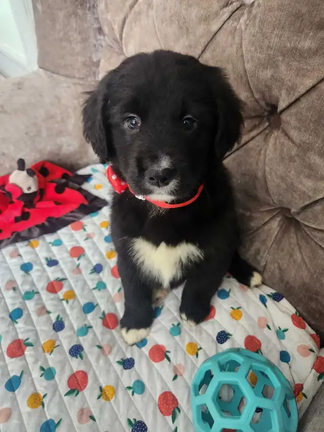 GOLDEN MOUNTAIN PUPPIES READY TO SHOW. in Dogs & Puppies for Rehoming in Barrie - Image 11