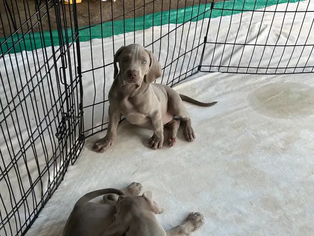 Weimaraner puppies.   2 blue girls still available in Dogs & Puppies for Rehoming in St. Catharines - Image 7