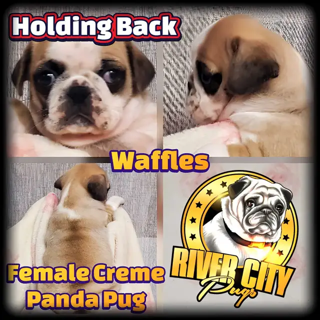 Panda Pug, Merle Pug & Koi Pug Puppies in Dogs & Puppies for Rehoming in Winnipeg - Image 7