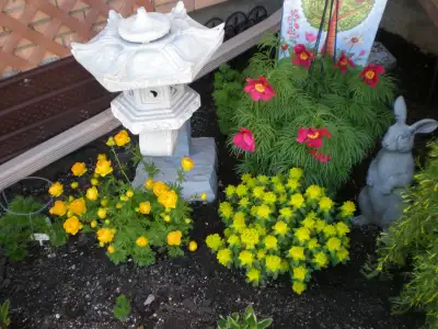 Rare Fern Peony Plants, Divided a heirloom 25+ year old peony last Fall and overwintered in garage....