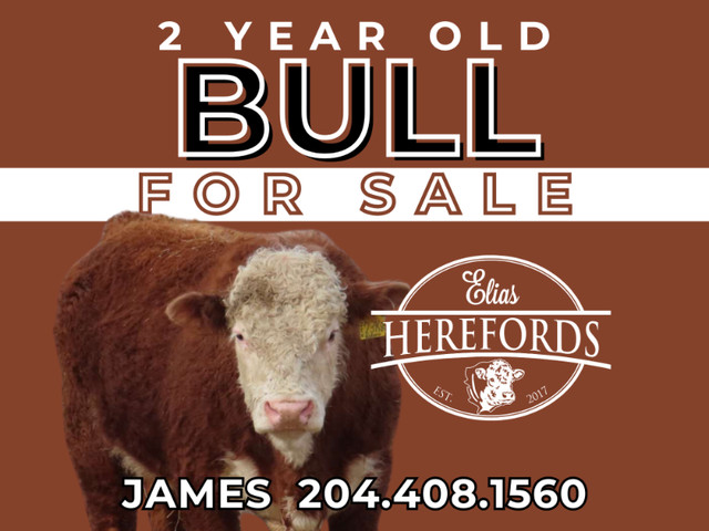 2 -year old HEREFORD BULL in Livestock in Winnipeg