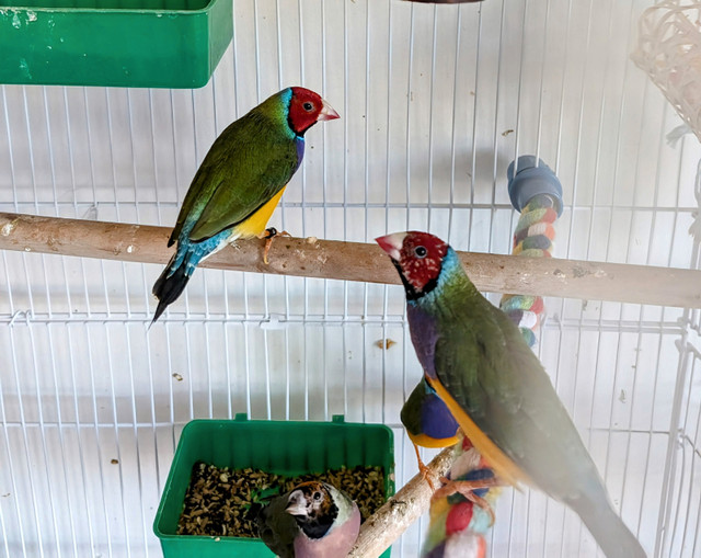 Finches, Canaries and Cages for Sale in Birds for Rehoming in Medicine Hat - Image 2