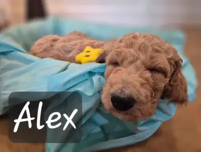 Goldendoodle Puppies, Darling Two-Tone, View more