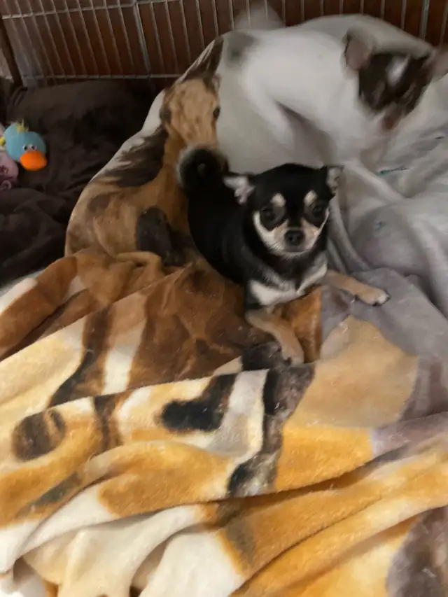 Applehead small chihuahuas in Dogs & Puppies for Rehoming in Ottawa - Image 3