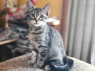 Grey tabbies, 1 male and 1 female. Litter box trained. Located in Centre Rawdon Hants Co. Please cal...