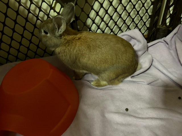 Male bunny  in Small Animals for Rehoming in Abbotsford