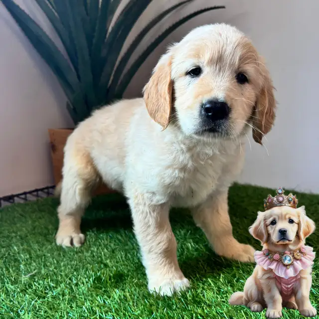 7 Chiots Golden retrievers couleur extraordinaire PURE RACE in Dogs & Puppies for Rehoming in Laval / North Shore - Image 3