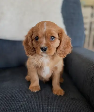 CAVALIER PUPPIES, View more