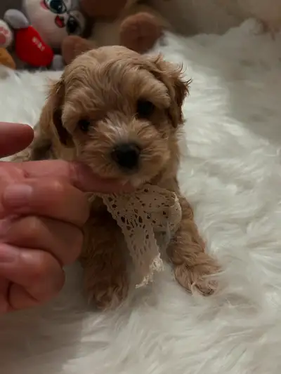 So beautiful maltipoo puppies (Maltese/poodle), View more