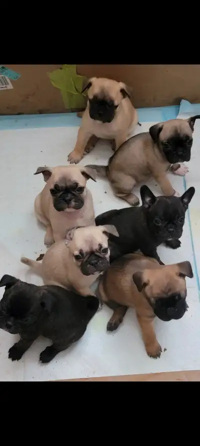 French bulldog x Pug puppies, View more