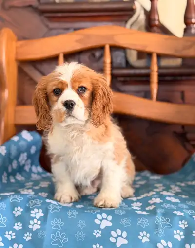 Cavalier cross puppy, View more