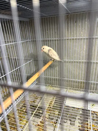White Fisher lovebird breeding pair, View more