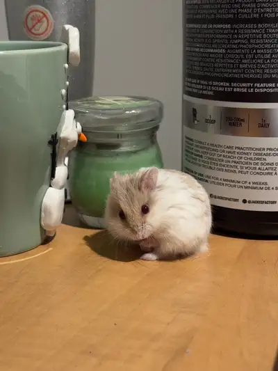 Russian Dwarf Hamster, View more