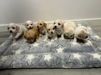Poochon Puppies, View more