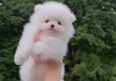 Little Pomeranian Puppies, View more