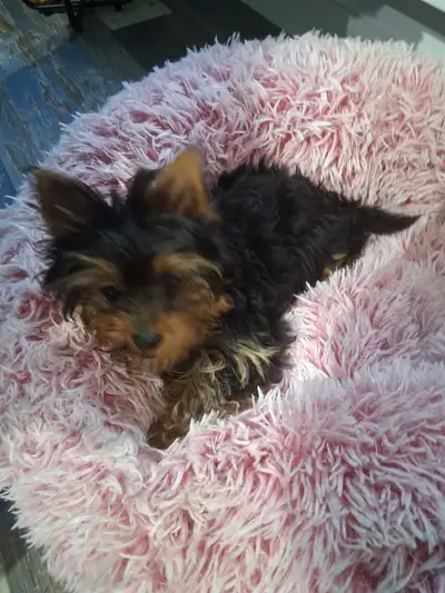 petite chienne yorkshire de 5   mois, View more