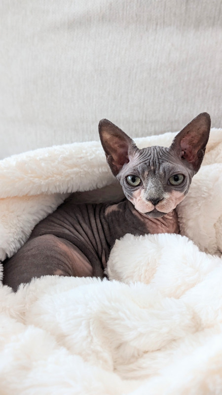 Sphynx 7 mois opérée - Femelle dans Chats et chatons à adopter  à Laval/Rive Nord - Image 3