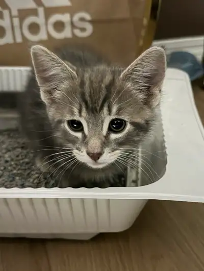 beautiful kitten , View more