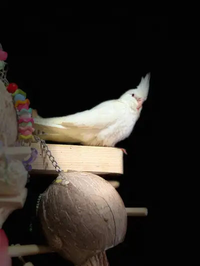Bébé cockatiel femelle albinos, View more