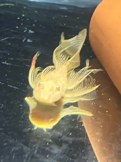 $10 for 1.5 inch shortfin $20 for 1.5 longfin