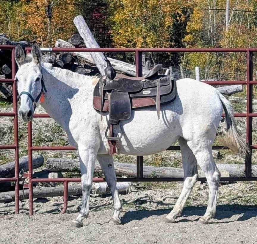 5 year old Molly mule - 14.3hh | Horses & Ponies for Rehoming | London ...