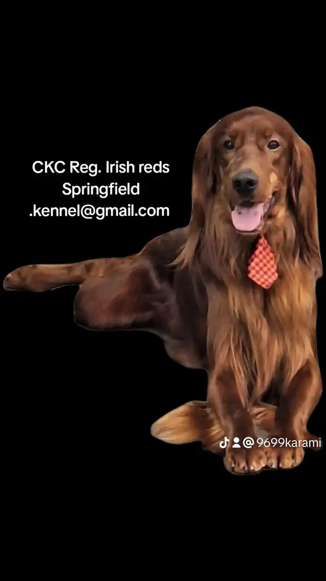 Professional Dog Grooming...Special treatment at SPRINGFIELD K.584651887996446726