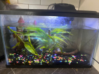 Fish tank and beta fish 