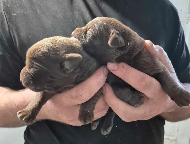 labradors chocolats in Dogs & Puppies for Rehoming in Drummondville - Image 8
