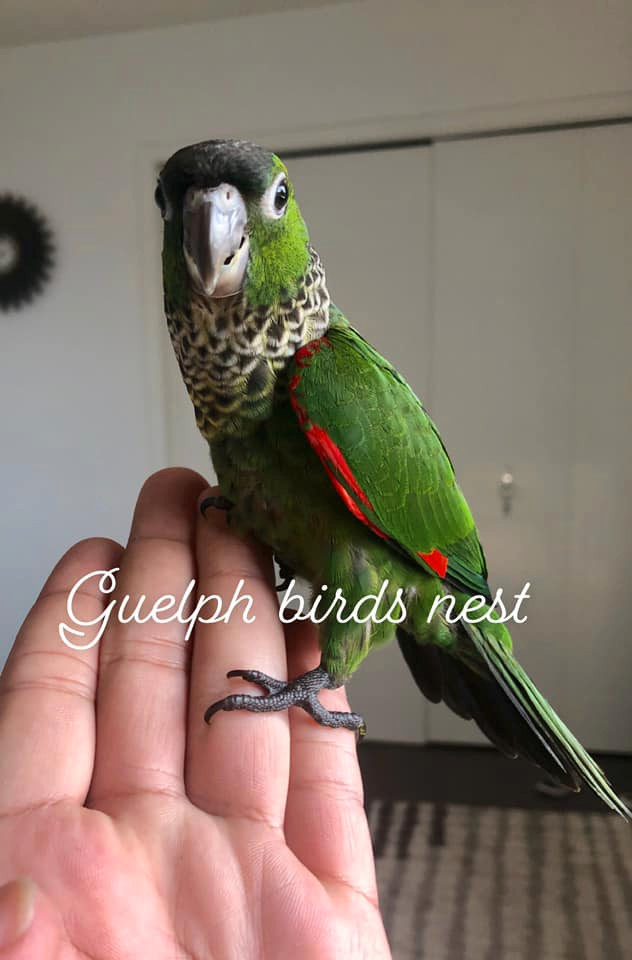⭐ ⭐ BABY ⭐ Conure with Cage & Food⭐ ⭐ in Birds for Rehoming in City of Toronto