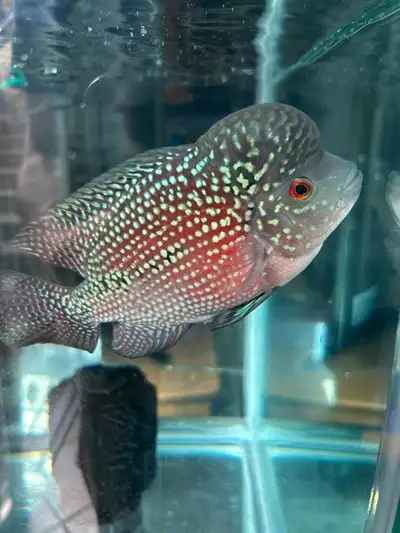 Large Flowerhorn, View more