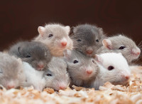 Beautiful, Healthy, Ethically Bred Gerbils for Sale