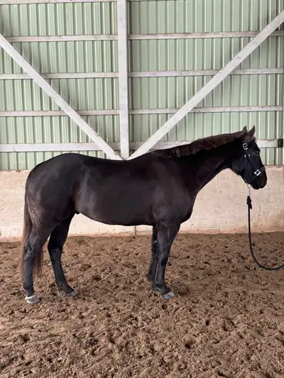 QH gelding for sale, View more