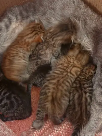 Kittens for sale $500, View more