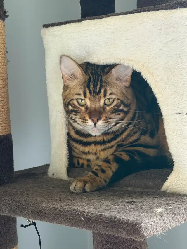 2 Beautiful Bengal cats (bonded pair)