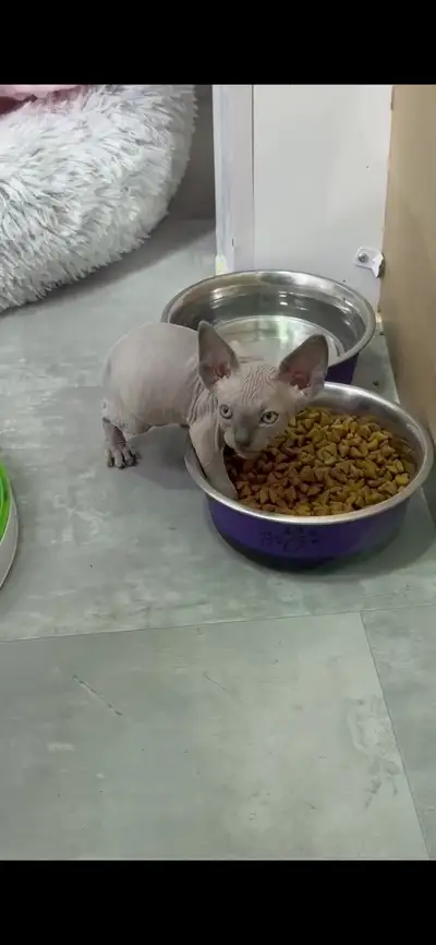 bébés sphynx, View more