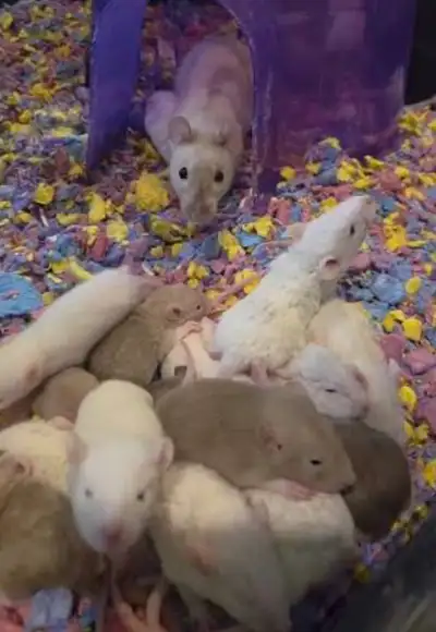 FREE baby rats, View more