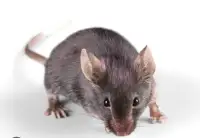 Extermination:,souris, Rats, Coquerelles, ecureil: 5145505531