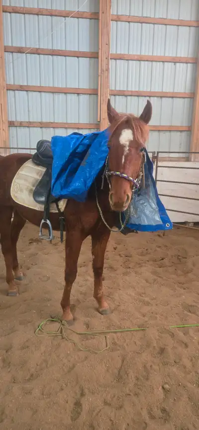 2 YR Old Qh  Pink   haulter that is a nice cross, View more