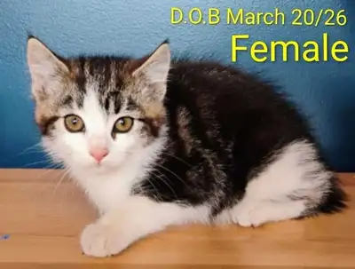 Farm Kitten to Rehome. , View more