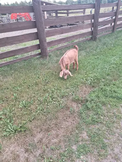 3 1/2 month old buckling , View more