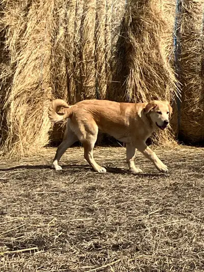 1 male Kangal/Leonberger/Heeler cross pup ready to protect your family and livestock! This fella is...