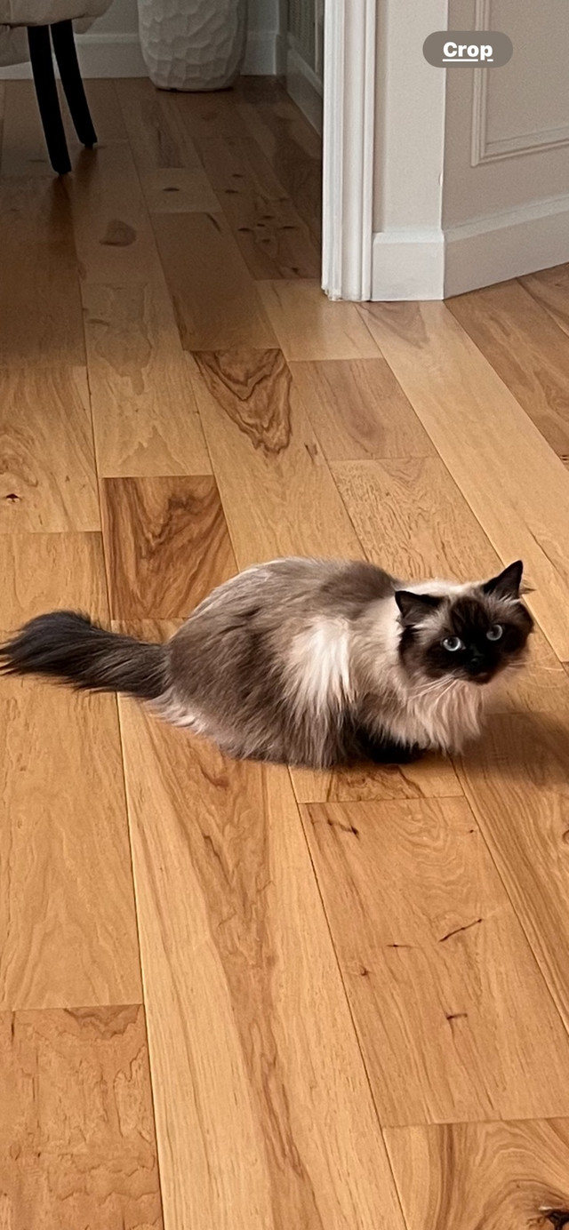  Pure Himalayan cat in Cats & Kittens for Rehoming in Oshawa / Durham Region
