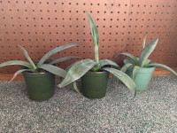 Indoor/Outdoor Aloe Vera Reitzii Plants ~4 inch